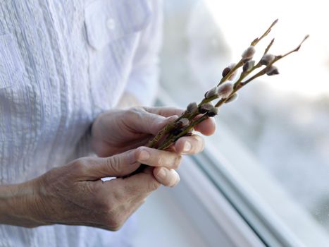 Willow branches with fluffy kidneys in hands.
