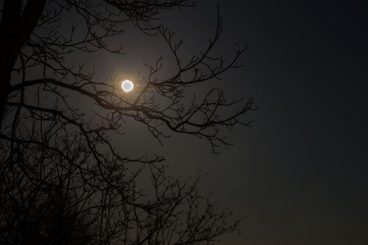 Full moon shines in night sky among tree branches.