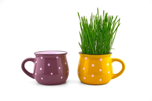 Wheat seedlings growing from yellow cup isolated on white background