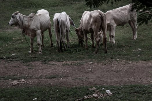 Herd of white cows on a field on a nite day in summer. copy space. Selective focus.