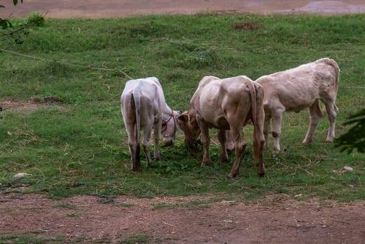 Herd of white cows on a field on a nite day in summer. copy space. Selective focus.