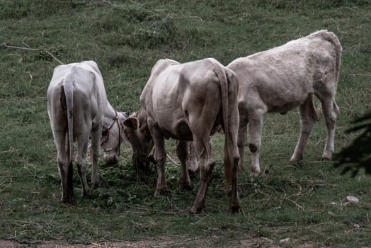 Herd of white cows on a field on a nite day in summer. copy space. Selective focus.