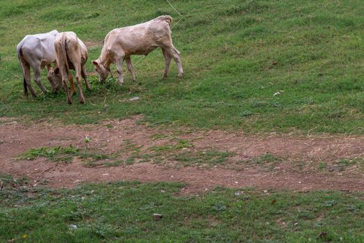 White cows on a field on a nite day in summer. copy space. Selective focus.