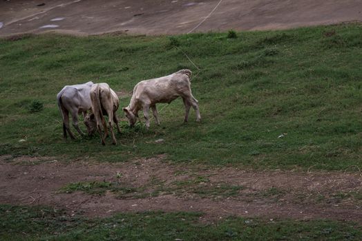 White cows on a field on a nite day in summer. copy space.