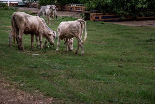 White cows on a field on a nite day in summer. copy space. Selective focus.