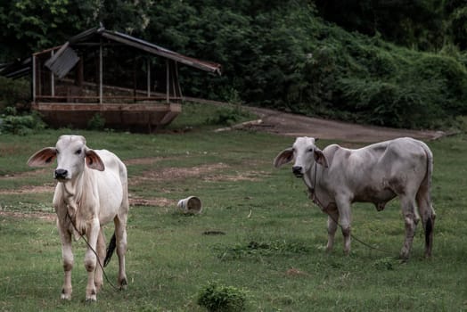 White cows on a field on a nite day in summer. copy space. Selective focus.