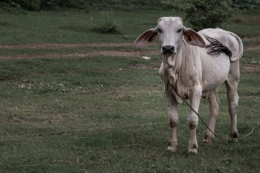 white cows on a field on a nite day in summer. copy space. Selective focus.