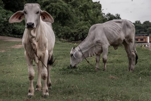 White cows on a field on a nite day in summer. copy space. Selective focus.