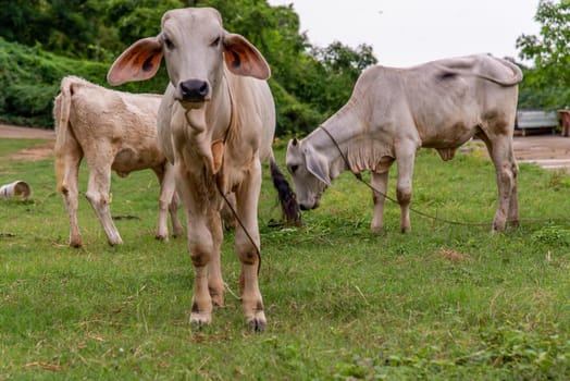 Herd of white cows on a field on a nite day in summer. copy space. Selective focus.