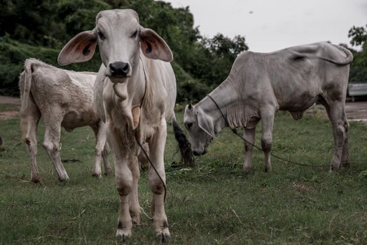 Herd of white cows on a field on a nite day in summer. copy space.