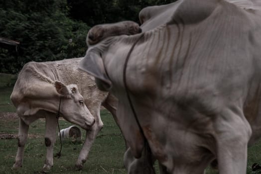 White cows on a field on a nite day in summer. copy space. Selective focus.