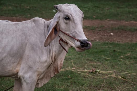 white cows on a field on a nite day in summer. copy space. Selective focus.