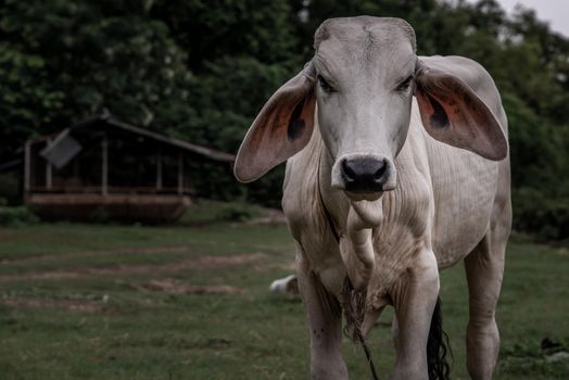 A close up image of Calf face on a nite day in summer, selective focus. Selective focus.