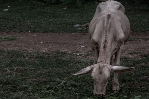 white cows on a field on a nite day in summer. copy space. Selective focus.