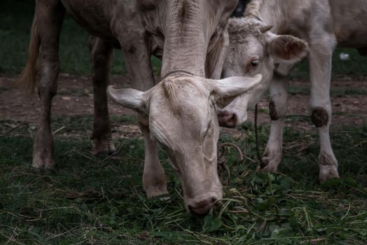 White cows on a field on a nite day in summer. copy space, Selective focus.