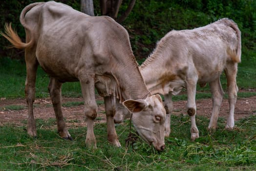 White cows on a field on a nite day in summer. copy space. Selective focus.
