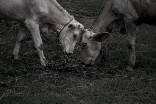 The battle of white cows collided on a field on a nite day in summer. copy space. Selective focus.