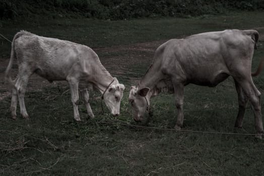 The battle of white cows collided on a field on a nite day in summer. copy space. Selective focus.