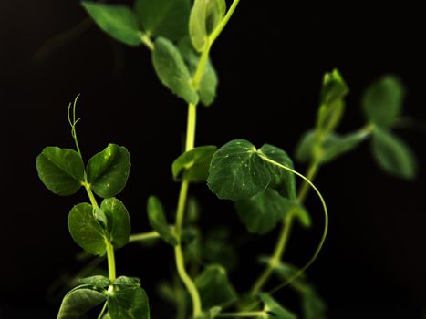 Green pea sprout on black background. Selective focus