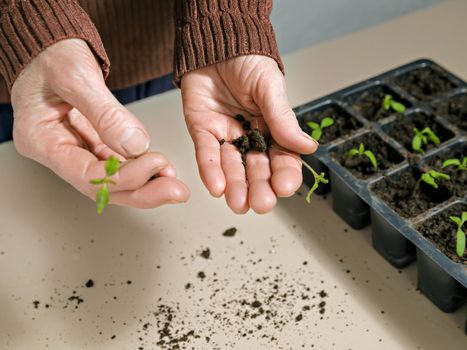 Young plants ready to be planted in boxes with ground in hands . Selective focus
