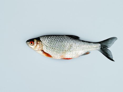Fish with red eyes, red and black fins lies on pale blue surface.