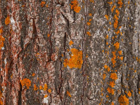 Aspen bark with lichen patches on spring day.