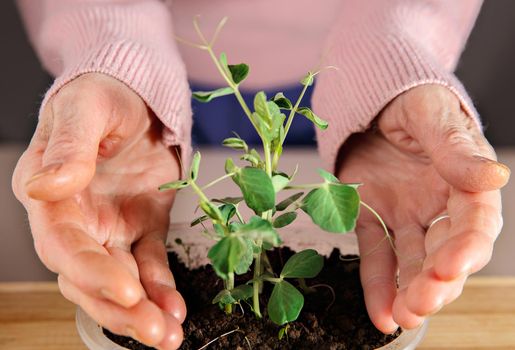 Green pea sprout in jar of soil among women's hands.