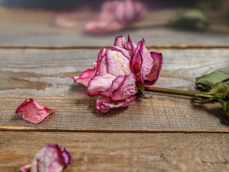 Dried rose bud on wooden table and its reflection in background.