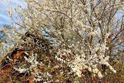 wild mirabelle blossom in springtime in front of an old barn