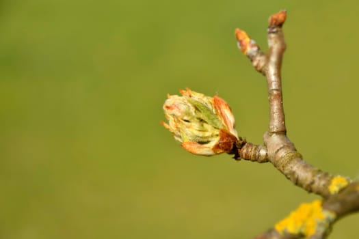 apple blossom bud spring in Germany