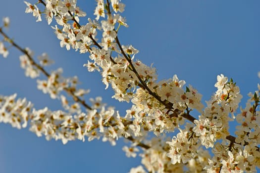 wild mirabelle blossom in springtime on a blue sky