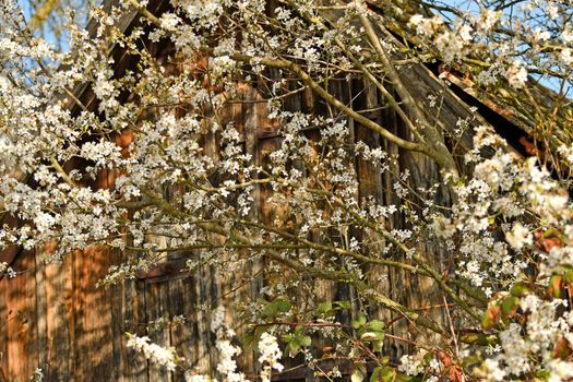 wild mirabelle blossom in springtime in front of an old barn