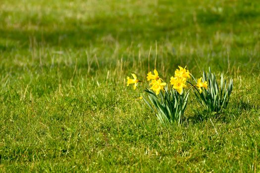 daffodil flowers in spring ona meadow in Germany