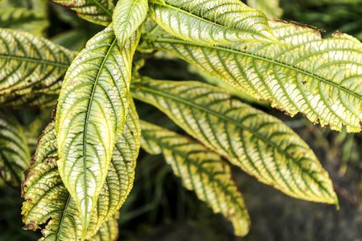 Strobilanthes dyeranus plant in the garden in winter