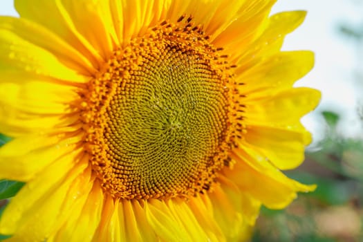 Sunflower inflorescence with bright yellow petals on sunny summer day. Selective focus