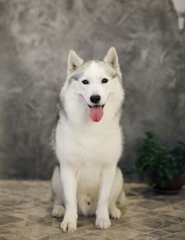 Siberian husky dogs of gray and white colors on a gray background. 