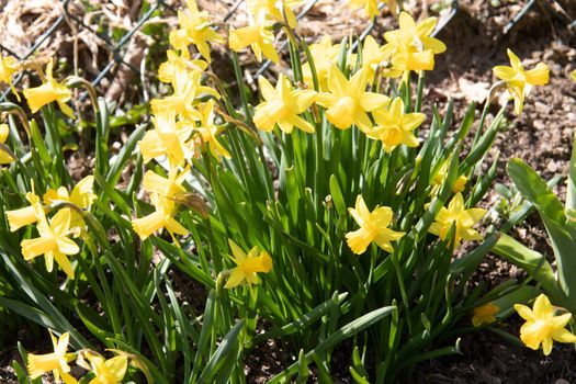 yellow daffodils bloom for Easter