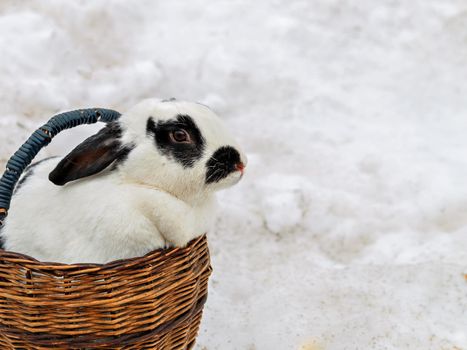 Rabbit with mottled hair in wooden basket standing in snow.