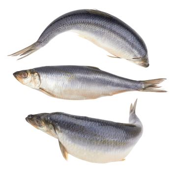 Herring fish isolated on a white background