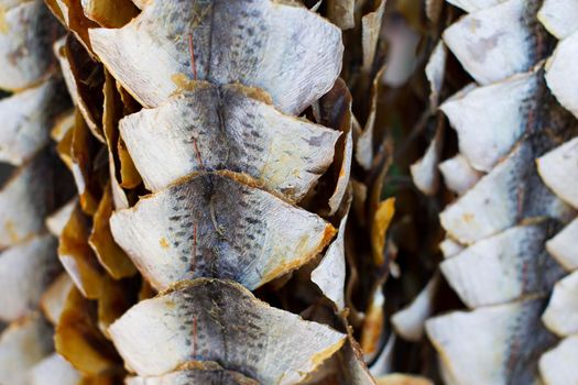 Dried hanging fish. Taranka. Fish Market
