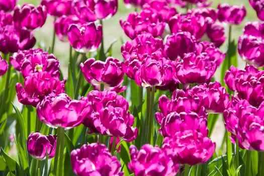 Lots of bright purple tulips