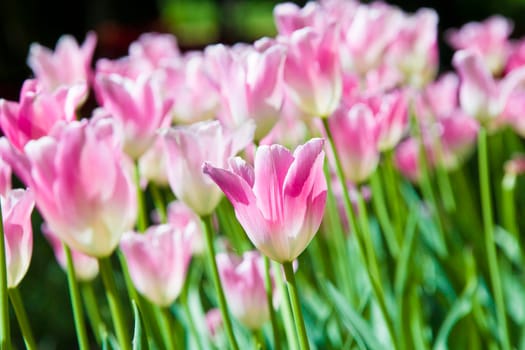Many bright gently pink tulips