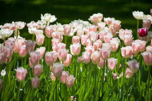 Many bright gently pink tulips