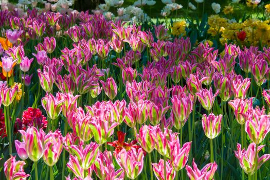 Many bright multi-colored tulips