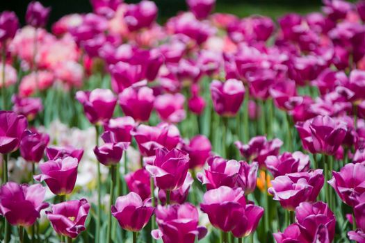 Many bright pink tulips