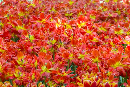 A lot of tulips. Flower carpet