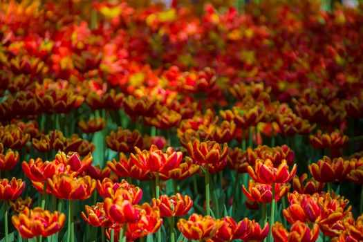Many bright multi-colored tulips