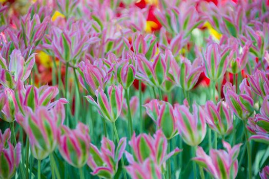 Many bright multi-colored tulips.Rare varieties of tulips