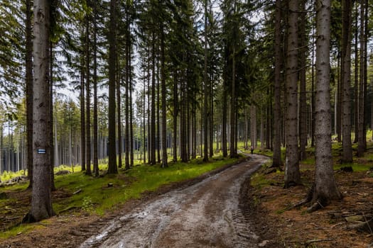 Long mountain trail between high trees and bushes in Rudawy Janowickie mountains