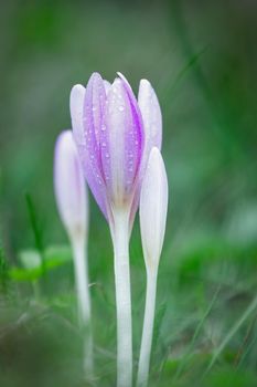 Nice wild flower in the autumn (Colchicum autumnale) with water drop